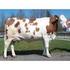 Produse pentru bovine