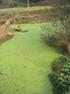 Gro wth Properties of Typical Water Bloom Algae in Reclaimed Water
