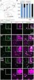 : A : O 646 CO 2. ( Rh 2 O 3,Nb 2 O 5,Cr 2 O 3,V 2 O 5,WO 3 ) Pt/ H x MoO 3. Vol. 8 No. 4 Nov EL ECTROCHEMISTR Y : (2002)
