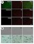 Expression and regulation of cyclin D3 in rabbit uterus and embryos during early pregnancy 3