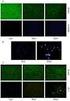 FAS. 3T3- L1. fatty acid synthase FAS E. C FAS FAS FAS. C / EBPα