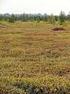 (peat, marsh and water bryophyte) (dark conifer forest), - (Larix olgensis - bogs)
