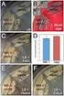 K-B 16S rdna Shewanella putrefaciens LD cfu / g A