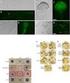 SCREENING OF FUNGAL MUTANT STRAIN WITH HIGH LACCASE YIELD BY N + 2IMPLANTATION AND ENZYME PRODUCTION CONDITION OPTIMIZATION