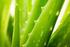 ALOE VERA rastlina nesmrtnosti