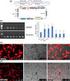 GDNF. glial cell line-derived neurotrophic factor GDNF β. GDNF dopamine DA ventral tegmental area VTA DA GDNF GDNF GDNF GDNF GDNF GDNF.