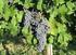 «Vitis vinifera - Θεραπευτικές ιδιότητες»