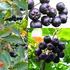 CURATIVE EFFECTS OF THE FRUITS OF ARONIA MELANOCARPA
