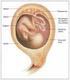 Η πνευμονική ωρίμανση του εμβρύου σε φυσιολογικές και παθολογικές κυήσεις