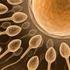 Relationship between sperm count, sperm motility, women's age and Intra Uterine Sperm Insemination success