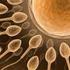 Relationship between sperm count, sperm motility, women's age and Intra Uterine Sperm Insemination success