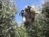 UPDATE on illegal bird trapping activity in Cyprus