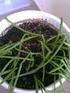 ΚΡΕΜΜΥΔΙ. Είδος: Allium cepa της οικογ. Alliaceae ή Liliaceae ή Amarylidaceae
