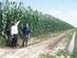 Sweet sorghum cultivation