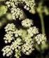 Οικογένεια APIACEAE ή UMBELLIFERAE: Σκιαδανθή.