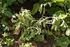 Τ Ο Μ Α Τ Α ΘΕΡΜΟΚΗΠΙΟΥ. ΠΕΡΟΝΟΣΠΟΡΟΣ (Phytophthora infestans)