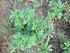Αξιολόγηση δύο ποικιλιών του αλεξανδρινού τριφυλλιού (Trifolium alexandrinum L.) ως προς την αύξηση και την