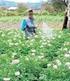 Informe de venta de plaguicidas de uso agrícola en Chile. Año 2012