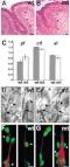 inding B Binding -Library Cell