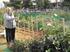 Δημοτικός Λαχανόκηπος του Δήμου Αγίου Δημητρίου. Μια κοινωνική δομή με φιλοπεριβαλλοντικά χαρακτηριστικά ΑΣΗΜΑΚΟΠΟΥΛΟΥ ΚΑΤΕΡΙΝΑ