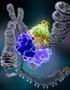 ΕΠΙΔΙΟΡΘΩΣΗ ΤΟΥ DNA Tι είναι επιδιόρθωση του DNA Ποιά είναι τα κύρια συστήµατα επιδιόρθωσης DNA