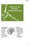 Церебрален кортекс Директен пат до моторните неврони во предните рогови на рбетниот мозок
