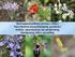 Βιοπαρακολούθηση φυτικών ειδών Πρωτόκολλα Δειγματοληψίας εργασιών πεδίου, αξιολόγησης και κατάστασης διατήρησης ειδών χλωρίδας