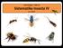 Sistematika Insecta IV