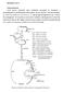 Biochimie Curs 9. Glicogen. UDP-glucoza UTP G 1. P = Glucozo-1-fosfat P = Glucozo-6-fosfat ATP. Glucoza G 6