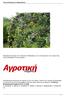Η δαμασκηνιά ανήκει στην Οικογένεια Rosaceae, ενώ το επιστημονικό της όνομα είναι Prunus domestica, Prunus salicina