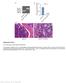 Nature Immunology: doi: /ni Supplementary Figure 1. Foxm1 loss leads to bone marrow hypocellularity.
