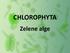 CHLOROPHYTA. Zelene alge