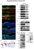 Asrani et al Supplementary Figure S1: Epidermal-specific mtorc1 loss-of-function models show impaired epidermal differentiation.