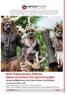 Ίριαν Τζάγια (Δυτική Παπούα) Ειδική αποστολή στη φυλή Κοροβάι